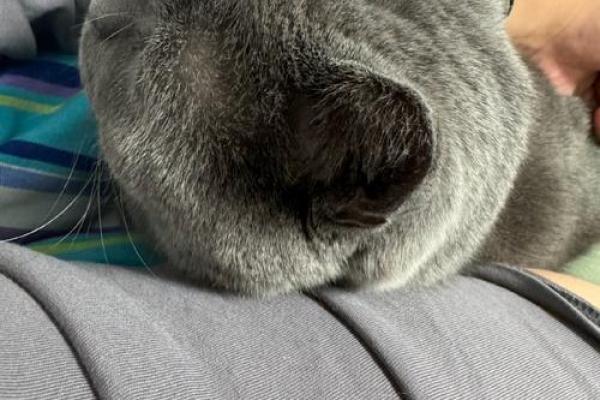 男人梦见猫是什么意思 男人梦见猫是什么意思