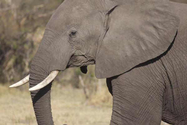 霜露之疾是什么动物 霜露之疾是什么动物