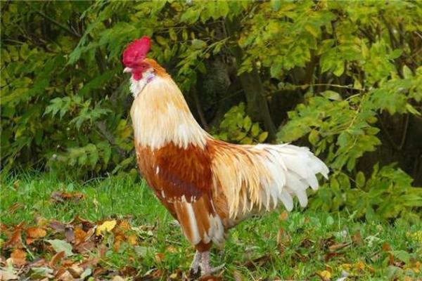 05属鸡的今年多大_05年属鸡几岁