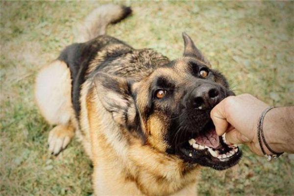 梦见自己被别人的狗咬了是什么意思 梦见自己被别人的狗咬了是什么意思