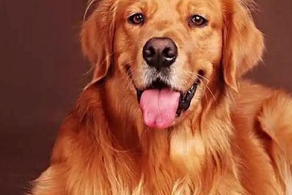 1982年属狗今日运势 1982年属狗今日运势解析财运事业感情全揭秘