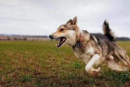 女人梦见狗追咬是吉兆