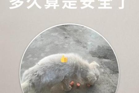 做梦梦到狗咬自己是什么预兆