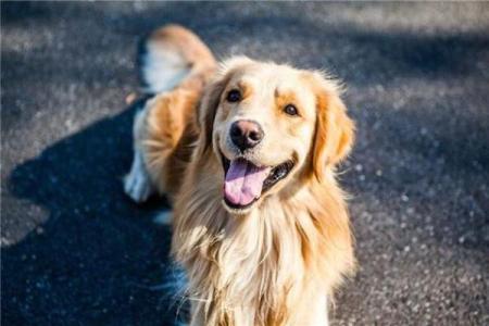 梦见狗是什么预兆 女性