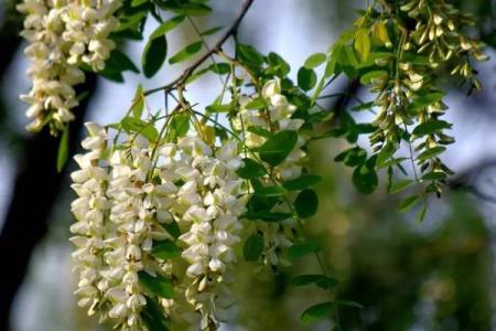 四月二十五可以动土吗请问