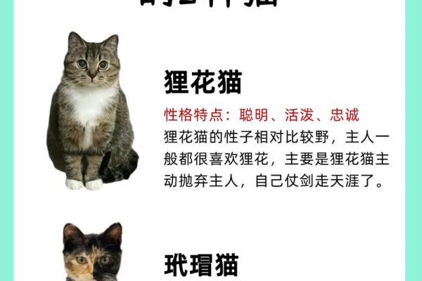 梦见好多猫是什么预兆 女性 梦见好多猫是什么预兆 女性