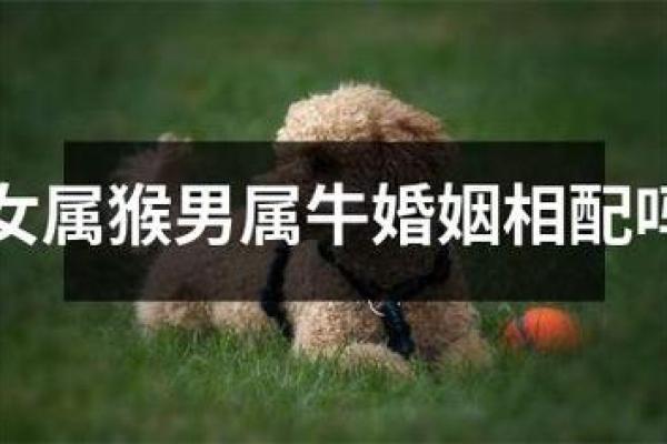 狗和牛的属相适合做夫妻吗_男狗女牛属于上等婚姻