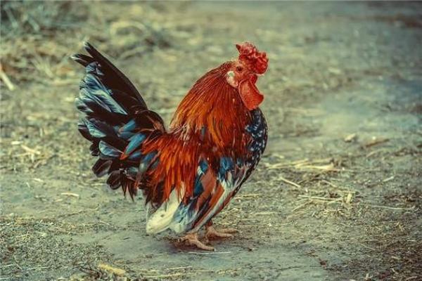 2005年属鸡2024年运势完整版_2005年属鸡一生三大劫