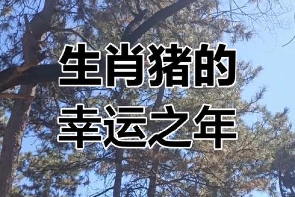 2025年属猪每月运势详解全年运程大揭秘