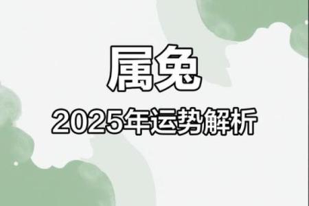 2025年属兔人运势解析财运与运气全揭秘