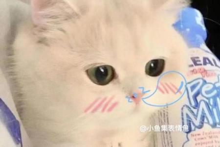 做梦梦到猫是什么意思