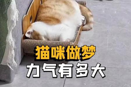 梦到猫