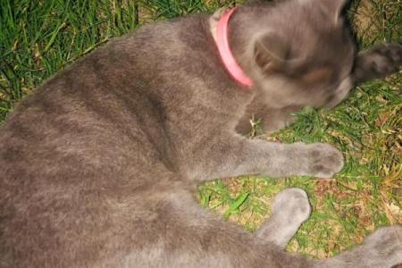 梦见猫就是黄仙缘分大啥意思