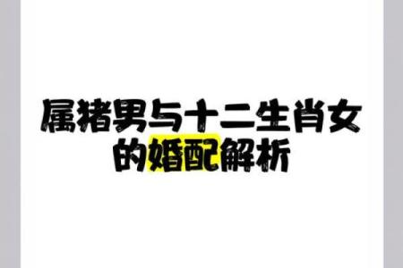 属猪男和属虎女婚姻配对解析适合做夫妻吗