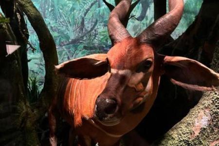 宛然如生打一生肖(宛然如生打一生肖最佳答案的动物)