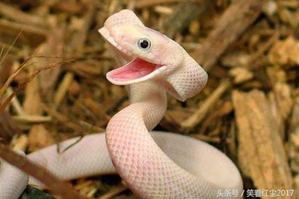 笑里藏刀打一动物