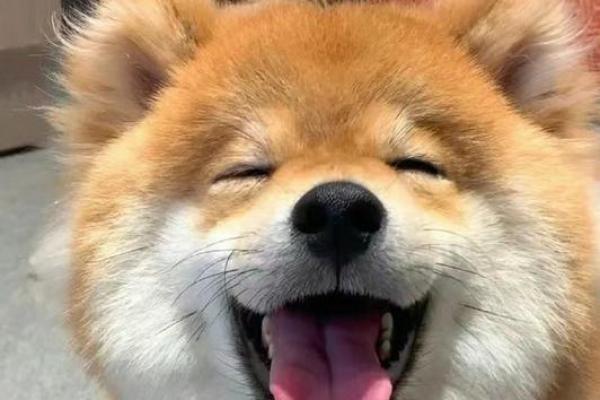 笑里藏刀打一动物