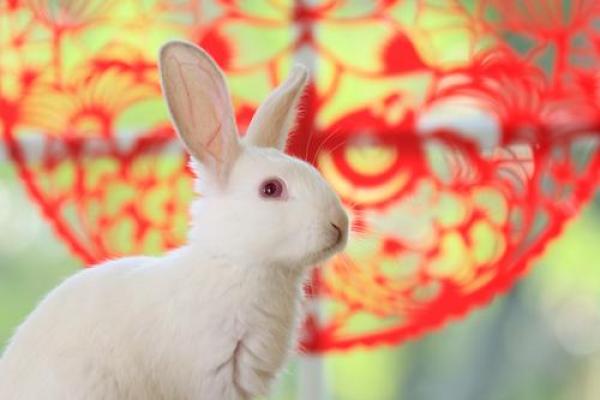 1987年属兔女2025年运势 1987年属兔女2025年运势详解事业财运爱情全解析