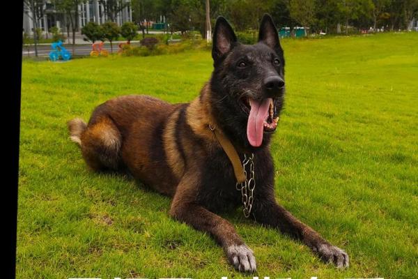 2024年适不适合结婚马狗 2024年适不适合结婚马狗