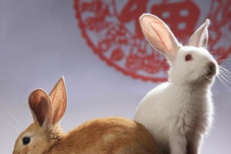 属兔的今年什么时候适合开店