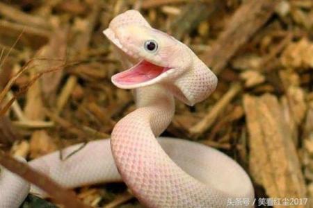 笑里藏刀打一动物