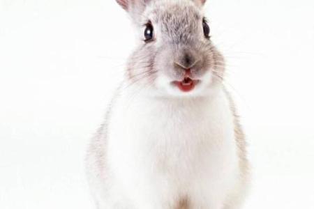 属兔的今年多大1999年出生 1999属兔今年多大岁数2021