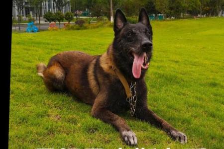 2024年适不适合结婚马狗