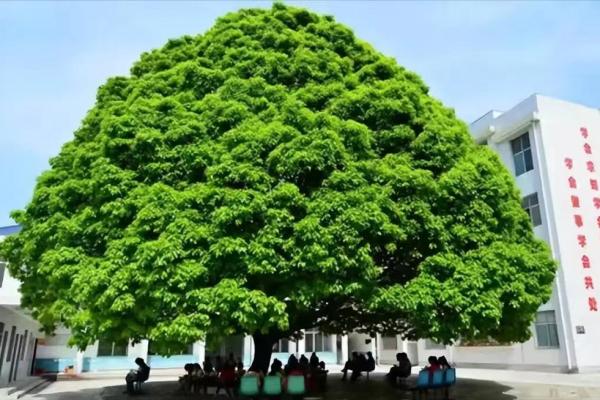 后院种树指什么生肖(后院种树什么生肖动物)