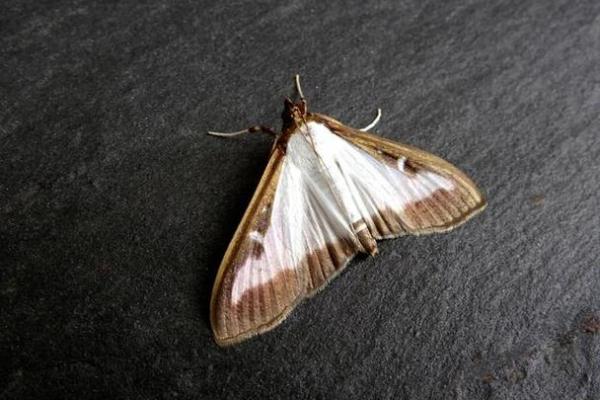 飞蛾扑火是什么生肖(飞蛾扑火是什么生肖正确答案)