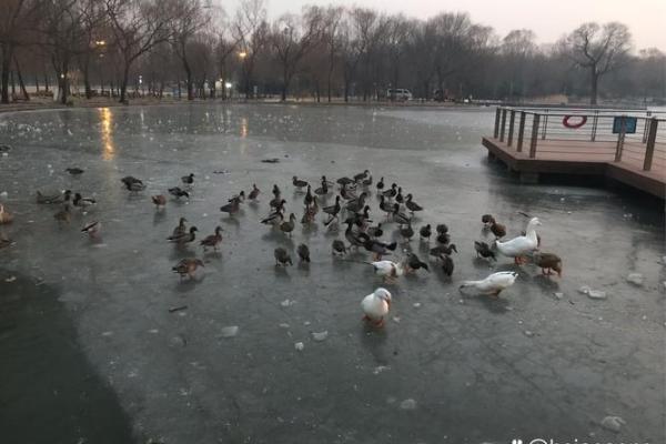 三五成群是指什么生肖(三五成群是指什么生肖动物)