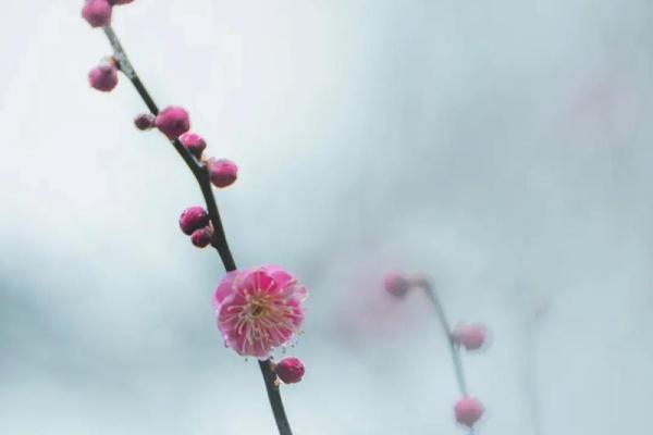 2021年立春几点几分 2021年立春几点几分