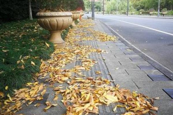 秋风落叶打一生肖 秋风落叶打一生肖