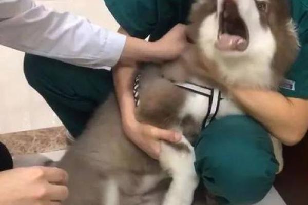 鬼哭狼嚎打一生肖 鬼哭狼嚎打一生肖