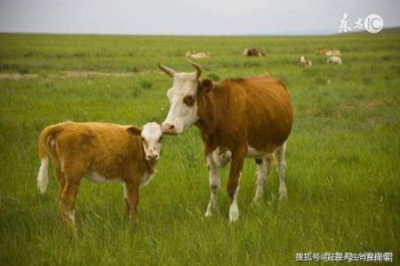 属狗和属牛相冲吗_属狗和属牛相冲吗婚姻