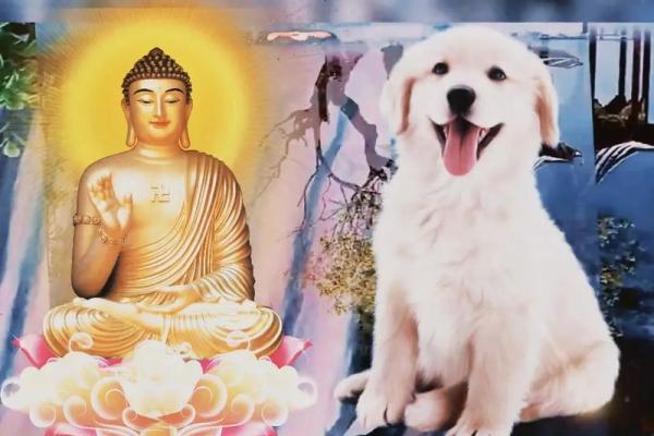 70狗五行属木还是水_1970年属狗的五行缺什么 70狗五行属木还是水_1970年属狗的五行缺什么