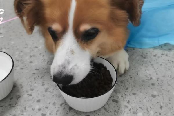 妙手回春是什么生肖(妙手回春是什么生肖动物) 妙手回春是什么生肖(妙手回春是什么生肖动物)