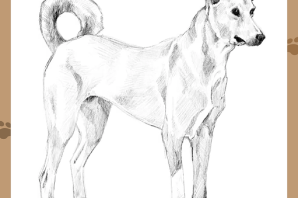 五花八门是什么生肖(五花八门是什么生肖动物360问答) 五花八门是什么生肖(五花八门是什么生肖动物360问答)