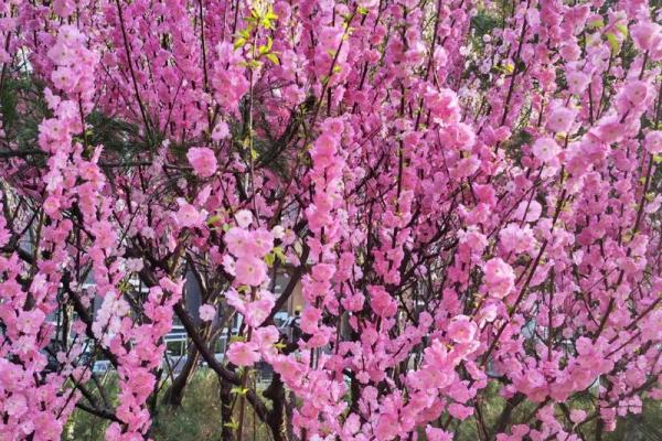 百花盛开打一生肖(百花盛开图片) 百花盛开打一生肖(百花盛开图片)