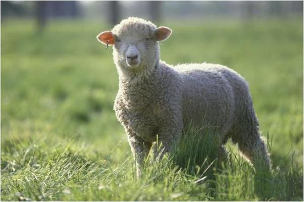 乐善好施打一生肖 乐善好施打一生肖