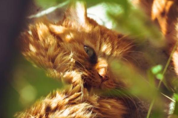 白叟黄童打一动物 白叟黄童打一动物