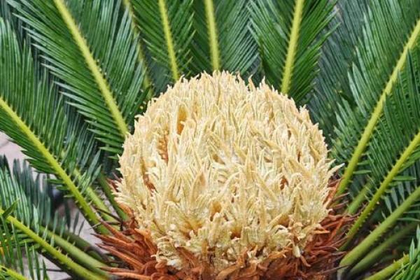 铁树开花是什么生肖(铁树开花是什么生肖最准确答案) 铁树开花是什么生肖(铁树开花是什么生肖最准确答案)