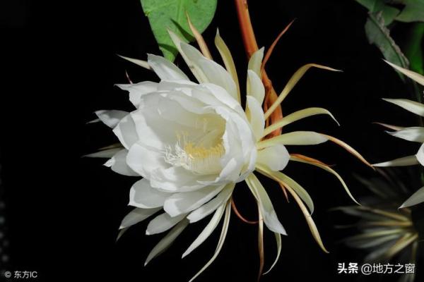 昙花一现是什么生肖 昙花一现是什么生肖