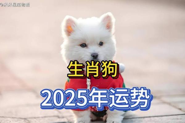 属狗2025年多大年龄_2025年属狗人年龄全解析你今年几岁