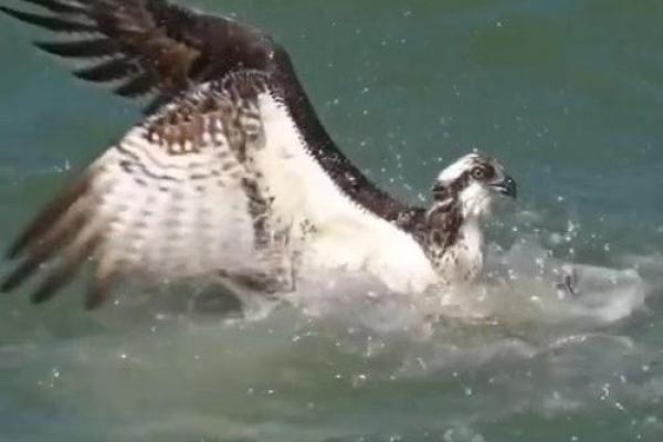 刻鹄不成是什么生肖(刻鹄不成是什么生肖动物) 刻鹄不成是什么生肖(刻鹄不成是什么生肖动物)