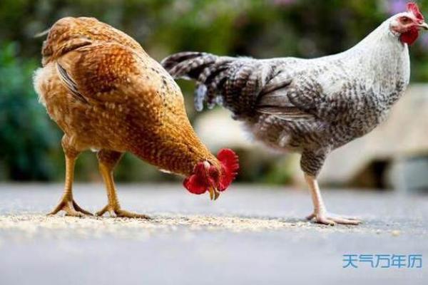 2005年属鸡女一生命运如何 2005年属鸡女一生命运解析运势婚姻与事业全揭秘