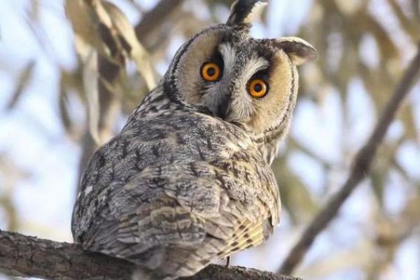 坐享其成是什么生肖(坐享其成是什么生肖草率了事是什么生肖) 坐享其成是什么生肖(坐享其成是什么生肖草率了事是什么生肖)