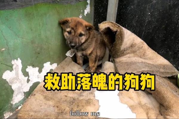 破烂不堪打一动物 破烂不堪打一动物