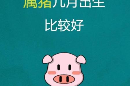 属猪几月生人命运最佳揭秘最佳出生月份