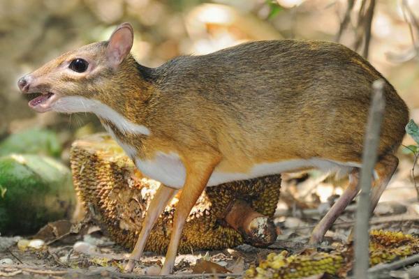 有影无踪是什么动物 有影无踪是什么动物