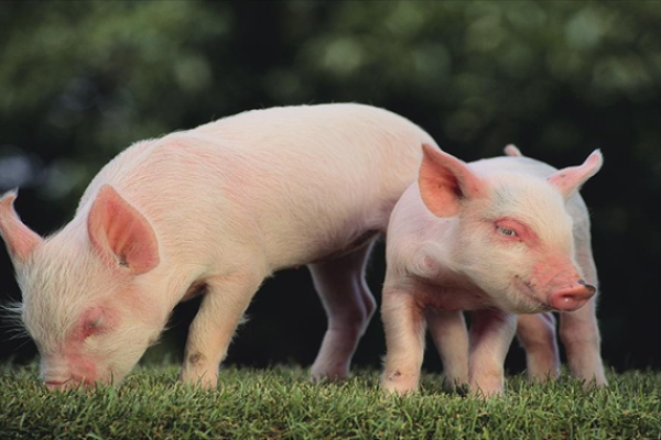 71年属猪51至60岁命运_71年属猪52岁三大坎坷